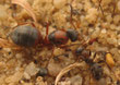 Formica rufibarbis