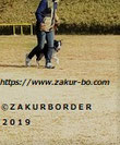 ＺＡＫＵＲＢＯＲＤＥＲ（サクールボーダー）ブログ、ボーダーコリーＭ＆Ｅ２０２２０２０３使用画像