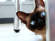 schielende Katze mit blauen Augen