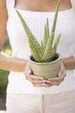 aloe vera en pot