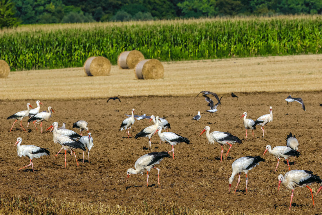 Roland Valter # Naturfotografie # Landschaftsfotografie # Aachen