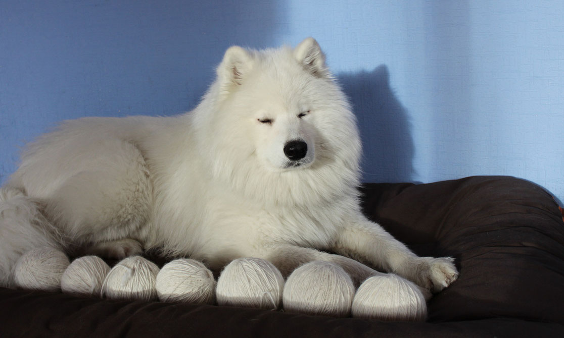 Собака самоед шерсть. Самоедская собака. Собака самоед шерсть. Пух самоеда. Самоедская лайка шерсть.
