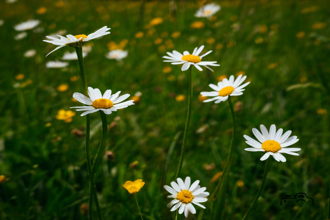 22/53 Margeriten