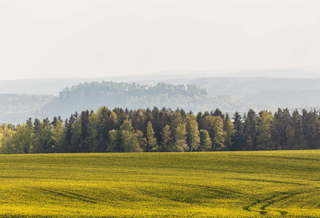 Blick über ein blühendes Rapsfeld in der Landschaft Sächsische Schweiz in Sachsen auf die im Dunst schwebende Festung Königstein