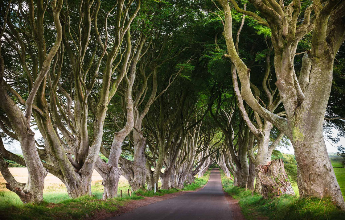Die Allee The Dark Hedges in Ballymoney in Nordirland
