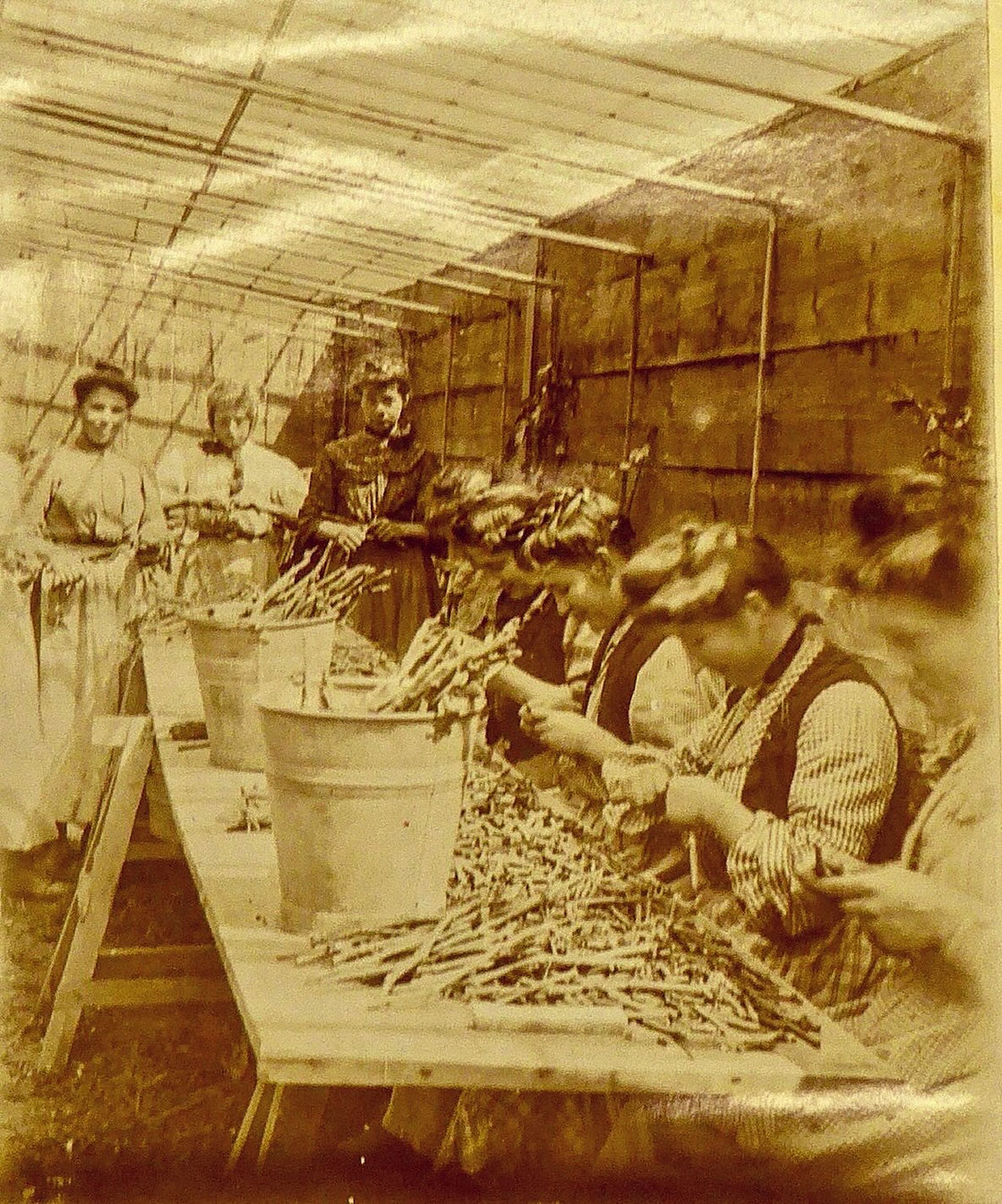 Opérations de greffage soudage au vignoble de Gustave Burger, vers 1910, album privé Gustave BURGER 
