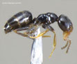 Plagiolepis schmitzii