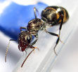 Iberoformica subrufa