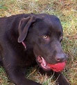Labradorhündin