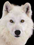 loup-blanc