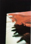 Videostart: Perpetuum Variabile 2