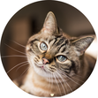 Tierkommunikation, Tier-Mensch-Coaching, Verbindung stärken, Verbindung, Vertrauen, Vertrauen zwischen Mensch und Tier, Kontakt zu Tieren, Hund, Pferd, Katze, Balance, Tierwohl, Herz zu Herz, Energiearbeit, Coaching, achtsamer Umgang mit Tieren