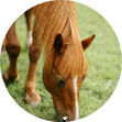 Tierkommunikation, Tier-Mensch-Coaching, Verbindung stärken, Verbindung, Vertrauen, Vertrauen zwischen Mensch und Tier, Kontakt zu Tieren, Hund, Pferd, Katze, Balance, Tierwohl, Herz zu Herz, Energiearbeit, Coaching, achtsamer Umgang mit Tieren