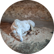 Tierkommunikation, Tier-Mensch-Coaching, Verbindung stärken, Verbindung, Vertrauen, Vertrauen zwischen Mensch und Tier, Kontakt zu Tieren, Hund, Pferd, Katze, Balance, Tierwohl, Herz zu Herz, Energiearbeit, Coaching, achtsamer Umgang mit Tieren