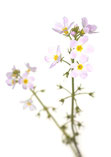 Water Violet
