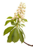 White Chestnut