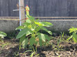 金ごま　ごま　生育　発育　発芽