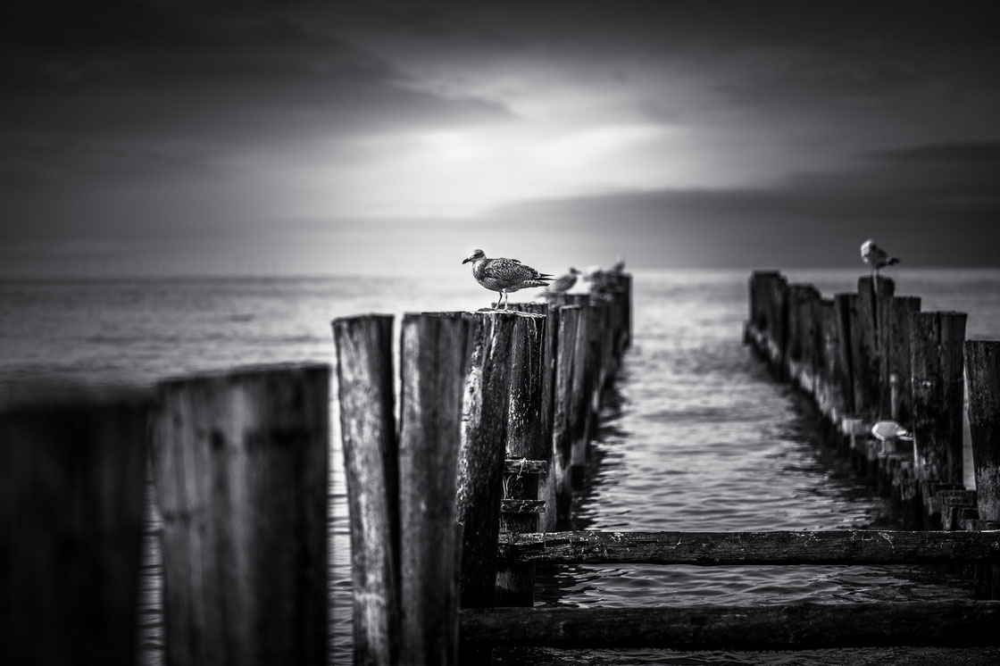 Schwarz-weiß Foto der Buhnen in Zingst auf der Halbinsel Fischland-Darß-Zingst an der Ostseeküste zwischen Rostock und Stralsund mit Möwen