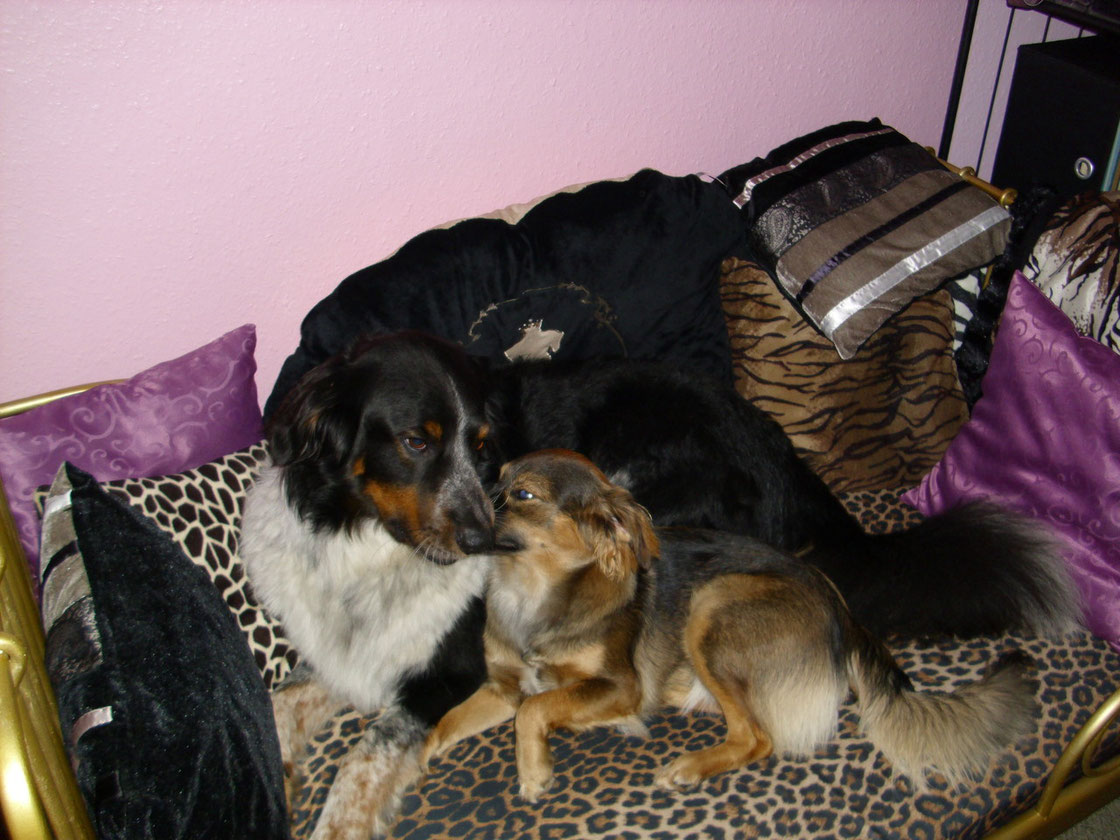 Hunde herzlich willkommen! Ferienwohnung Füssen, Daisy, Rex and