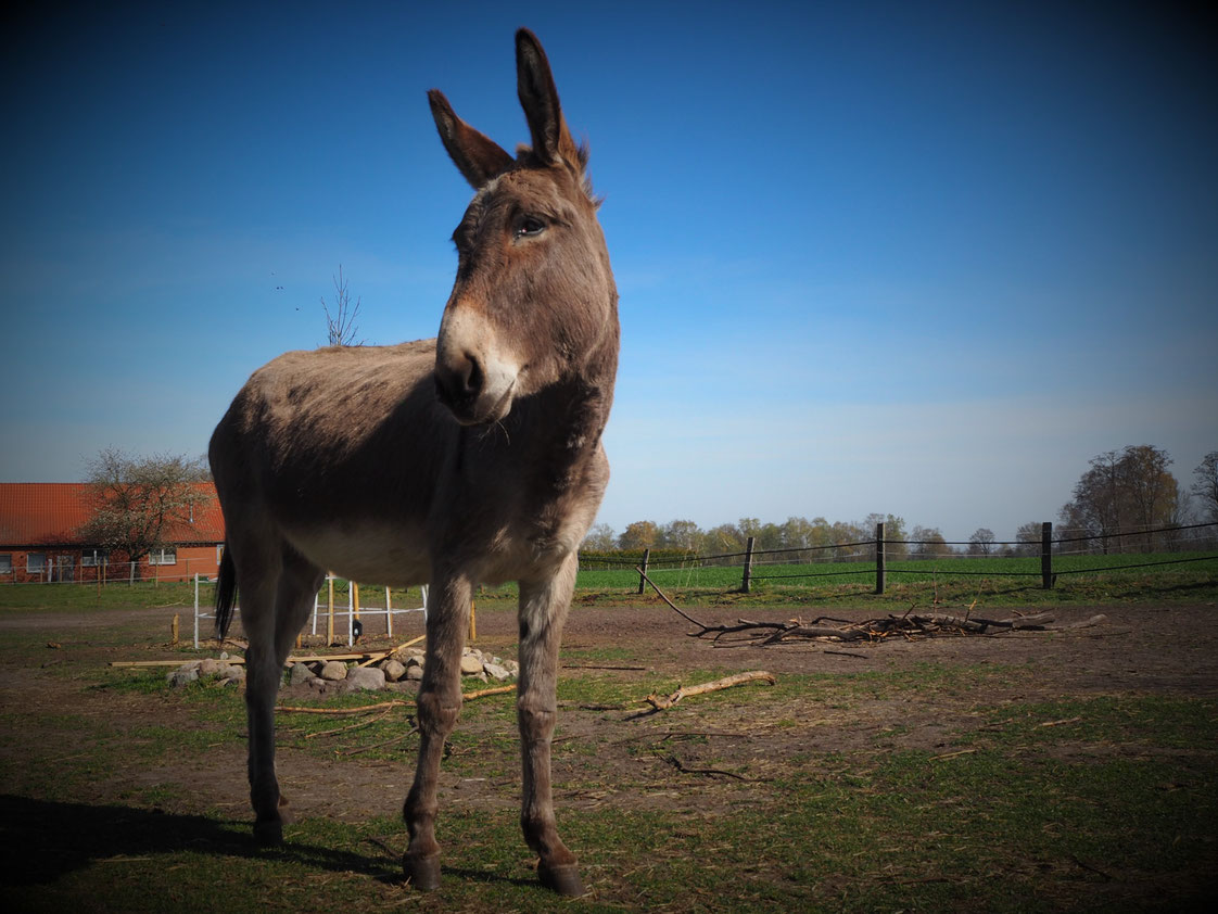 Steckbrief Esel kurz eseltraum