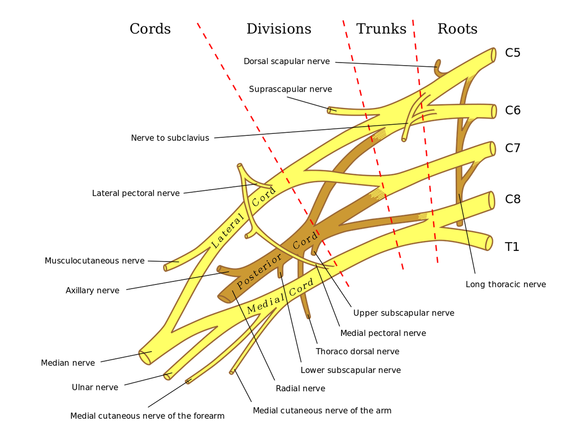 Brachial plexus