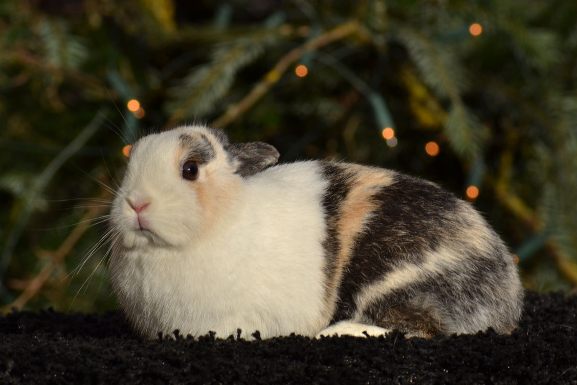 Farbenzwerge Holländer japanerfarbig-weiß - katharinas-kaninchenzuchts ...