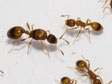 TEmnothorax unifasciatus