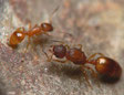 Temnothorax aveli