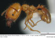 Pheidole pallidula