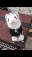 BADGER HARLEKIN von Valerie
