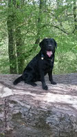 Land of green Hills Labrador Retriever
