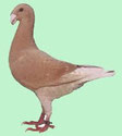 Schautaube