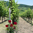 Weinberg im Elsass 