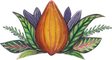 cacao mama cacao pod drawing orange