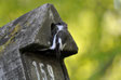 Pied Flycatcher