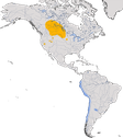 Karte zur Verbreitung der Präriemöwe (Leucophaeus pipixcan)