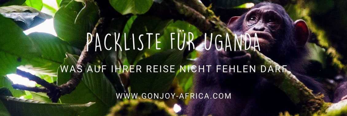 Schimpanse in Uganda