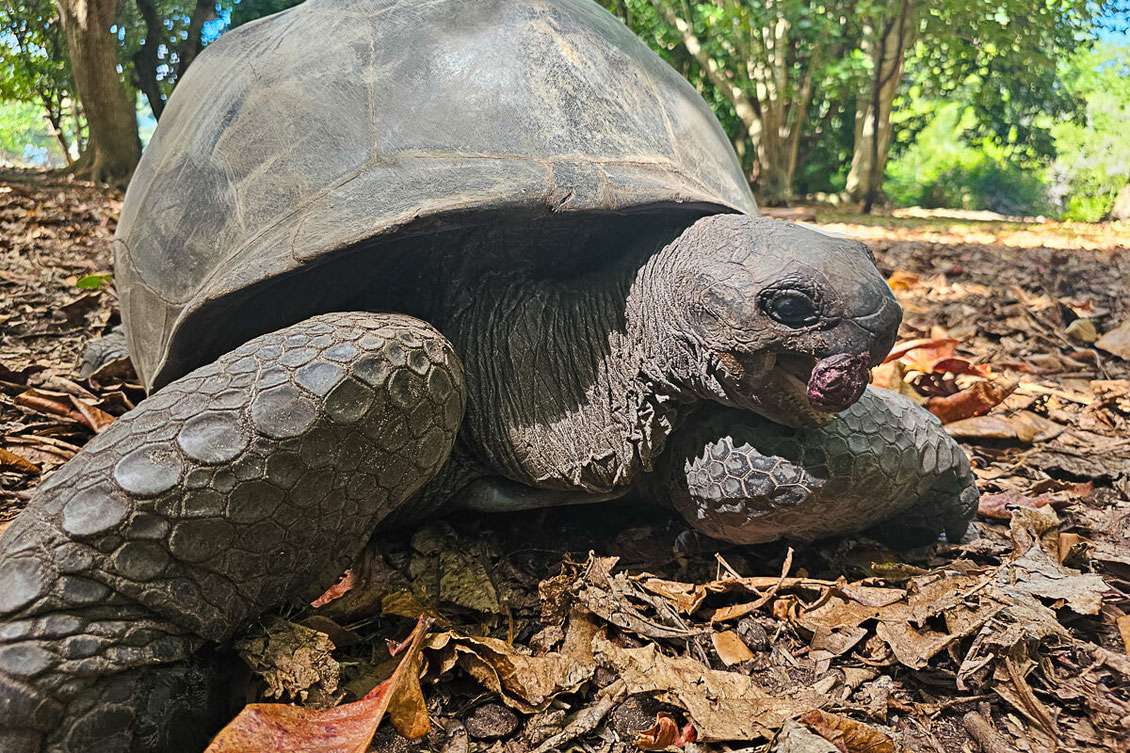 Curieuse Island Seychellen