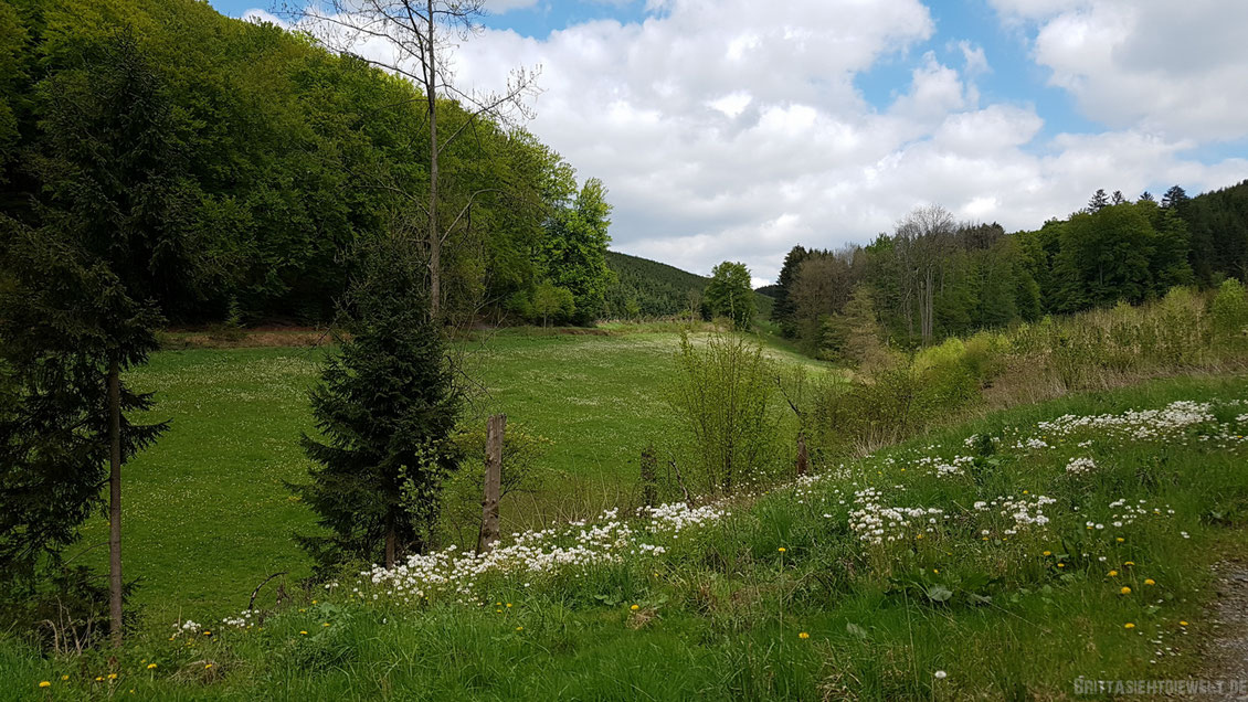 sauerland, reiste, r1, wandern, wanderung, rundwanderung, aussicht, meschede