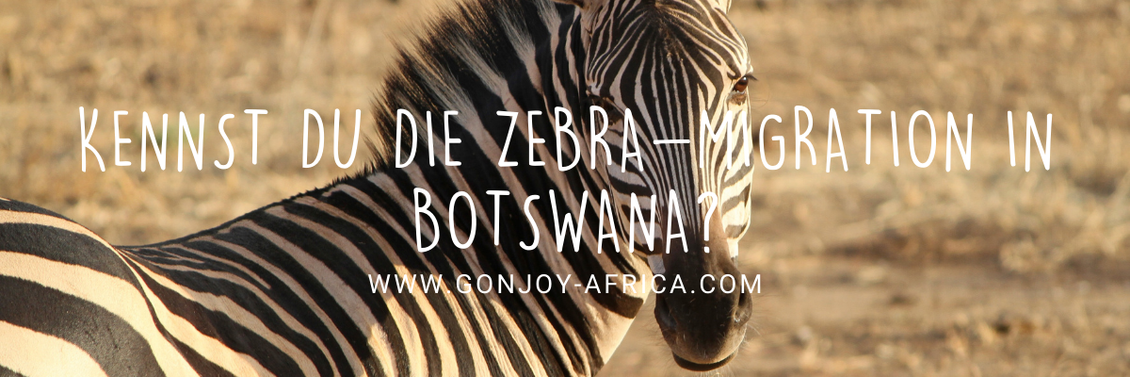 Zebra Migration Botswana