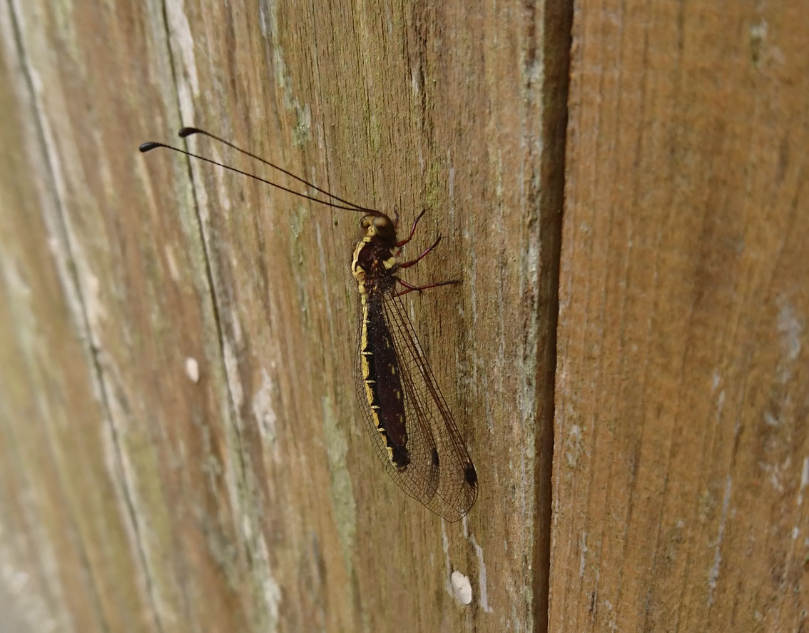 トンボのような…？ NPO法人 どうぶつたちの病院 Conservation&Animal Welfare Trust