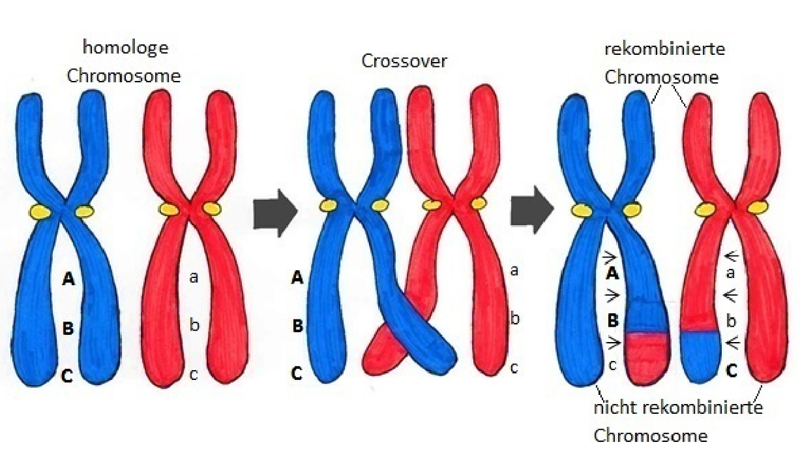 Crossing over • Biologie (Genetik), Meiose · [mit Video]