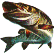 Le brochet Boiens