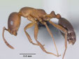 Monomorium subopacum