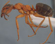 Formica exsecta