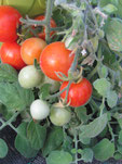 Fuzzy Wuzzy: Rote Tomate mit hellroten Streifen  Foto Bio Gärtnerei Kirnstötter