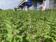 金ごま迷路　金ごまめいろ　メイロ　三宅町　奈良県