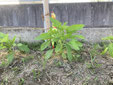 金ごま　ごま　生育　発育　発芽