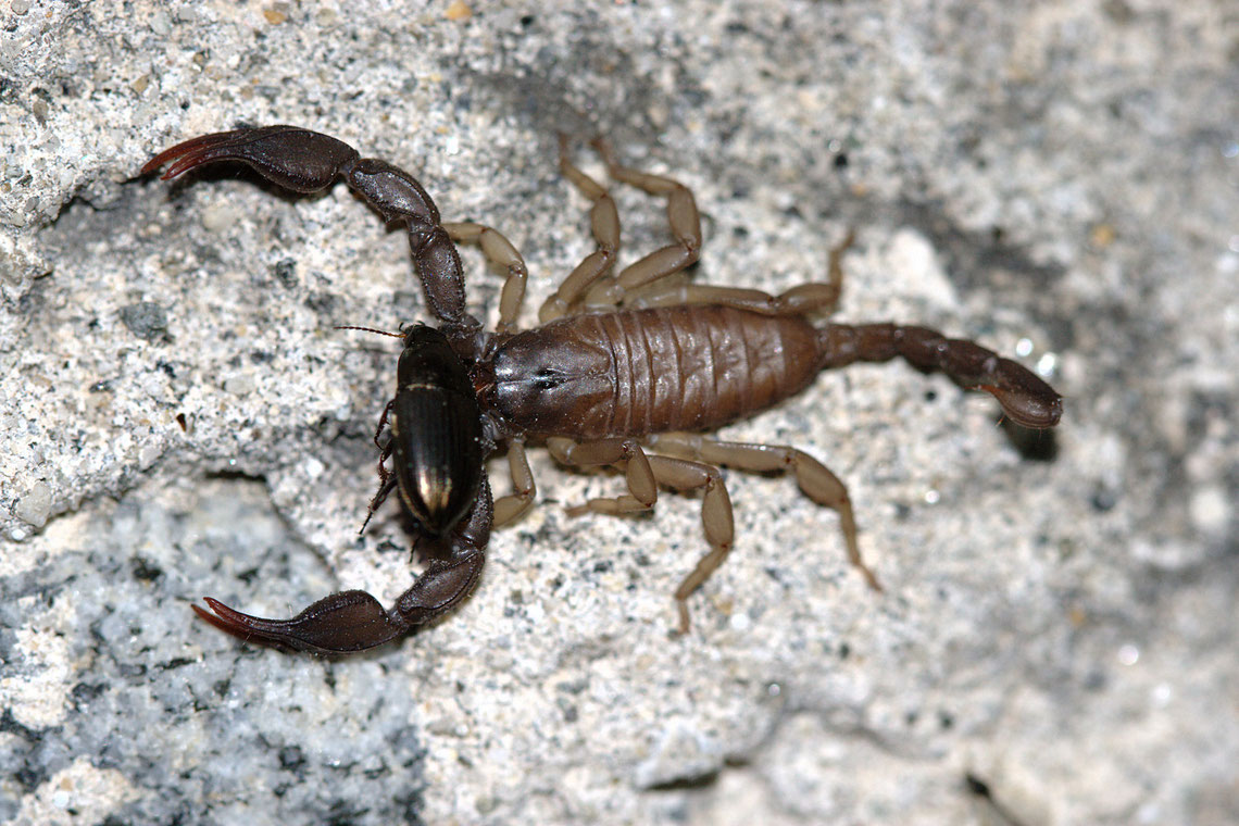 LO SCORPIONE DI CASA NOSTRA Benvenuti su didatticanimals!