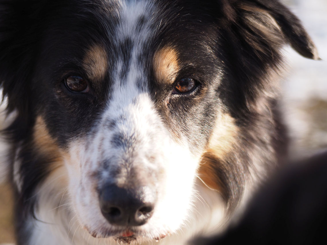 Portrait Bordercolliehündin Sidi